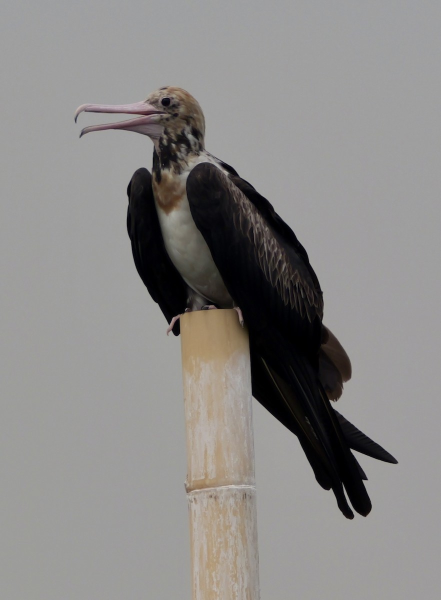 Christmas Island Frigatebird - ML640644912