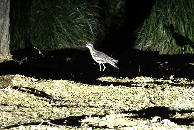 Bush Thick-knee - ML640644960