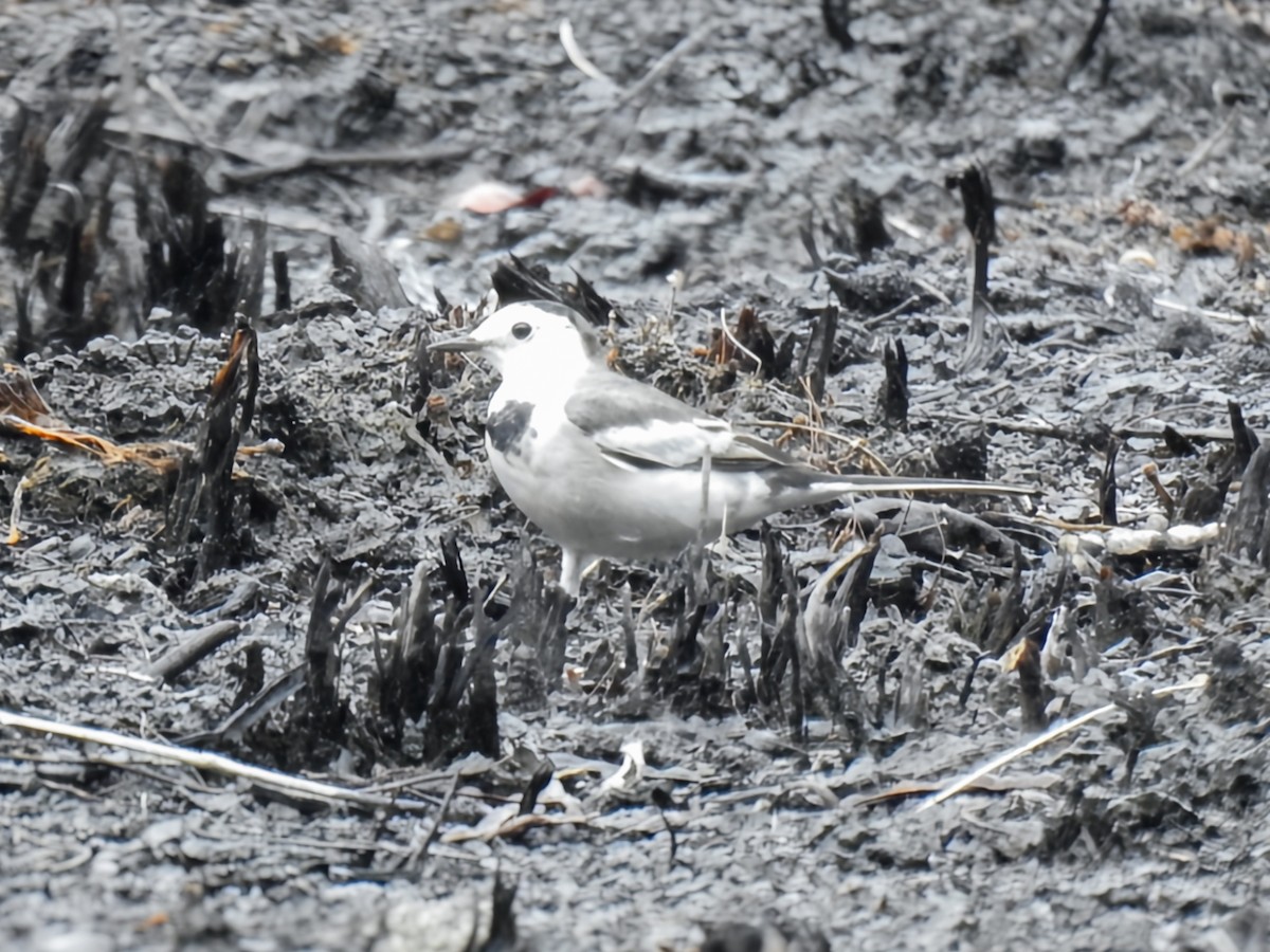 White Wagtail - ML640644974