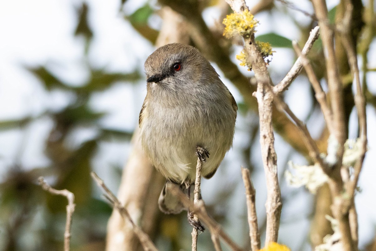 Gray Gerygone - ML640645049