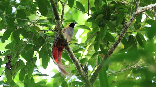 Goldie's Bird-of-Paradise - ML640645075