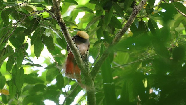Goldie's Bird-of-Paradise - ML640645084