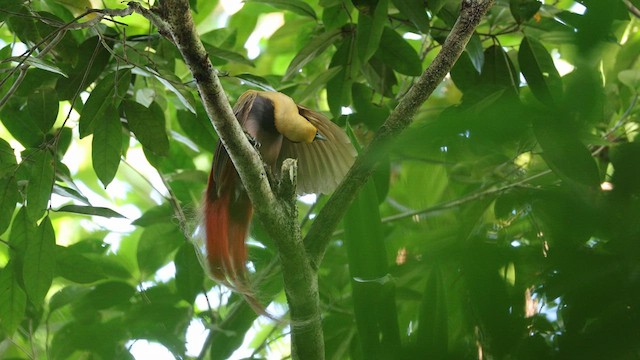 Goldie's Bird-of-Paradise - ML640645086