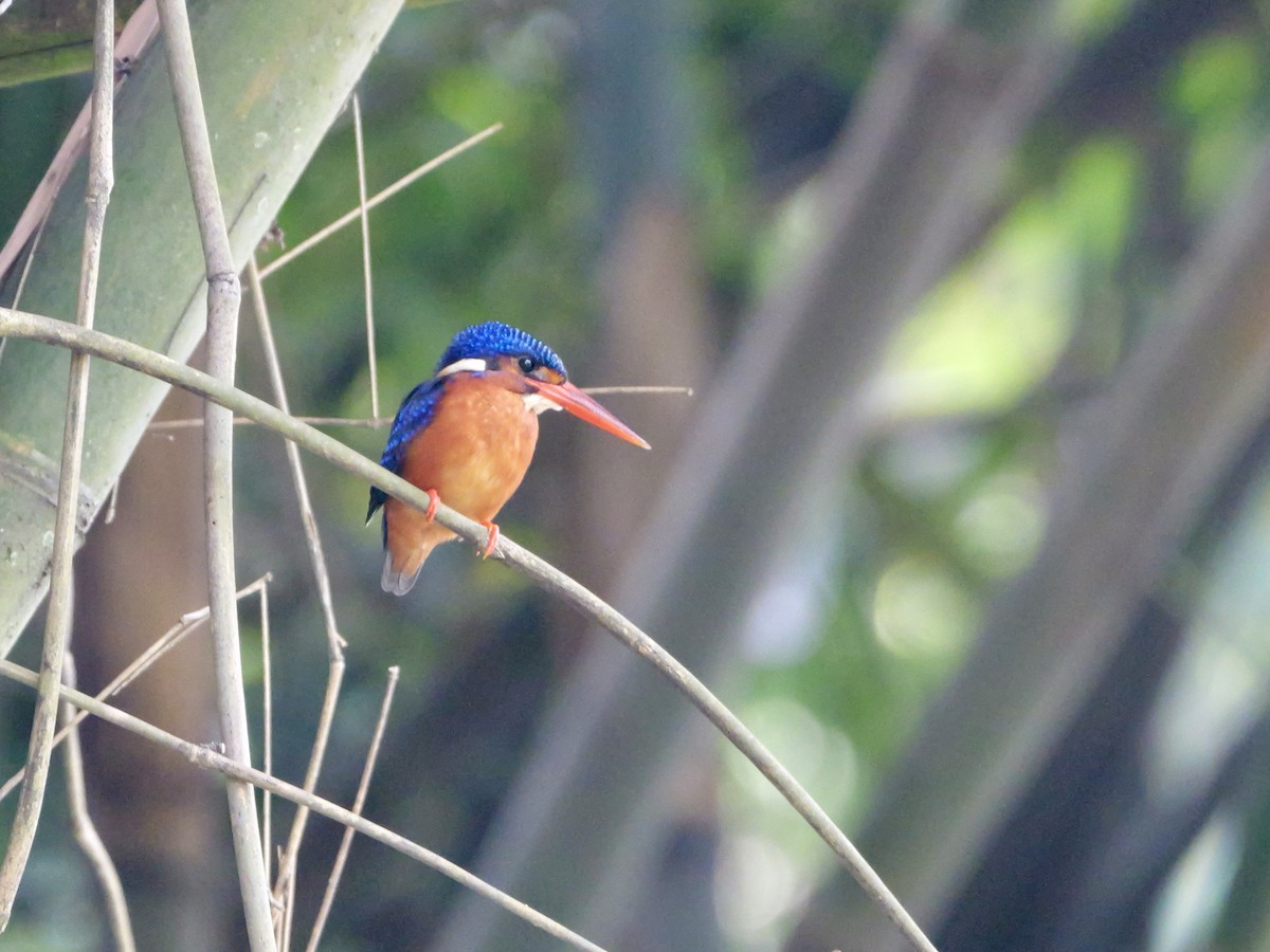 Blue-eared Kingfisher - ML640645091