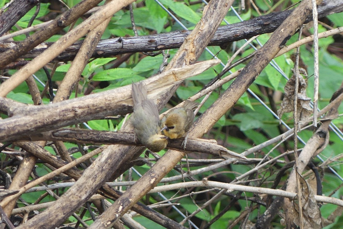 Black-chinned Babbler - ML640645160