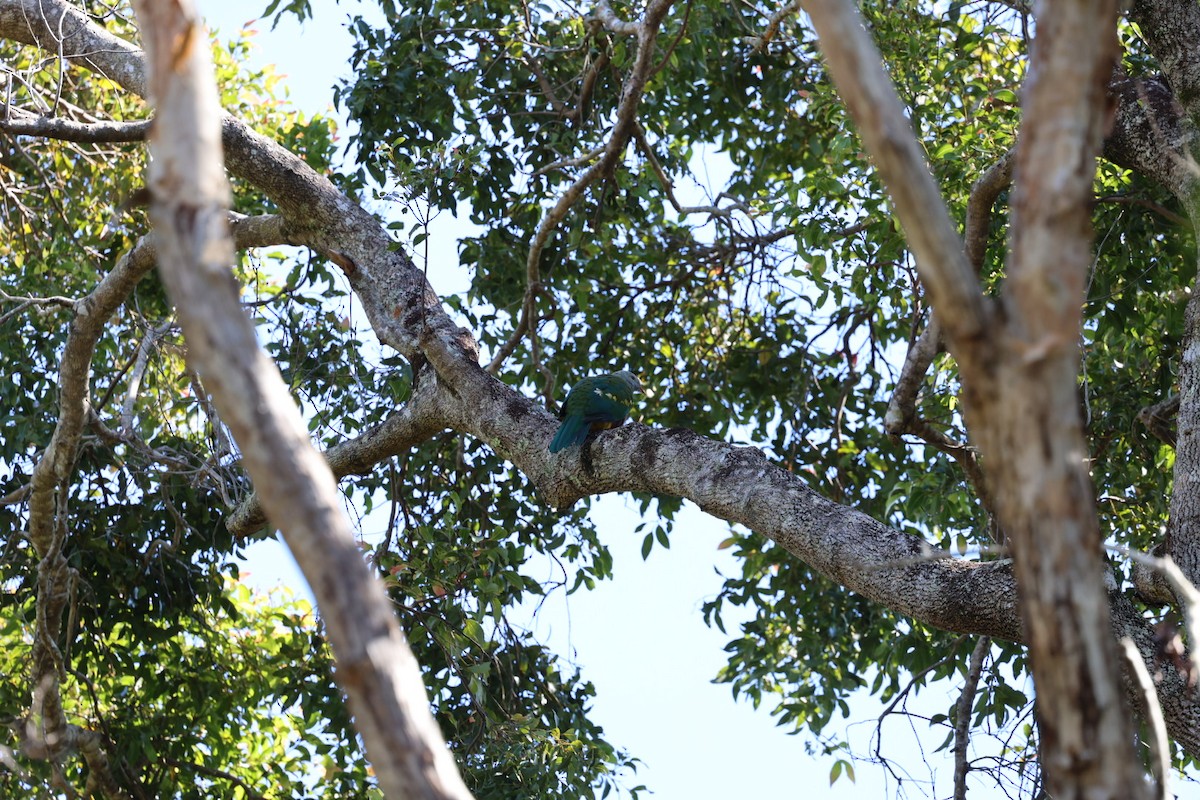 Wompoo Fruit-Dove - ML640645171