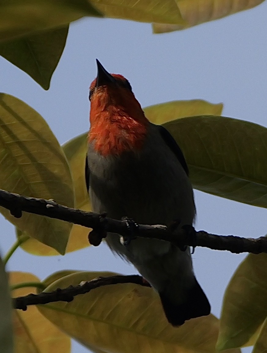 Scarlet-headed Flowerpecker - ML640645212