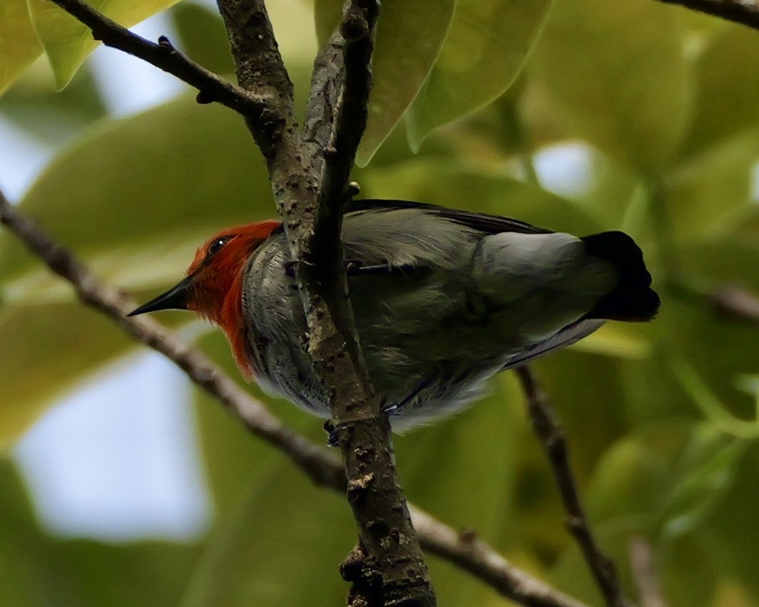 Scarlet-headed Flowerpecker - ML640645213