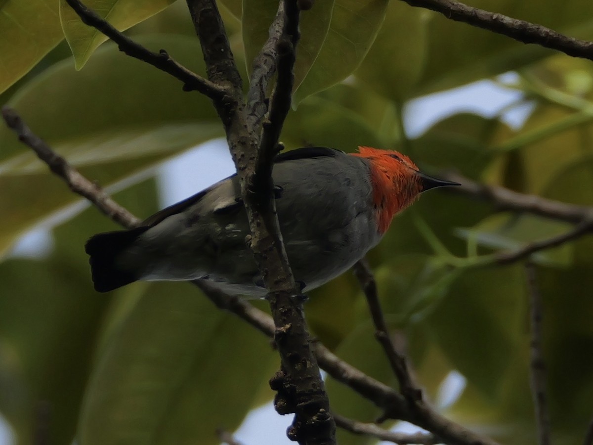 Scarlet-headed Flowerpecker - ML640645214