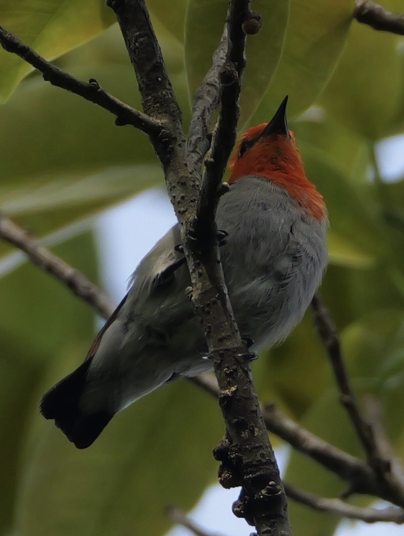 Scarlet-headed Flowerpecker - ML640645215