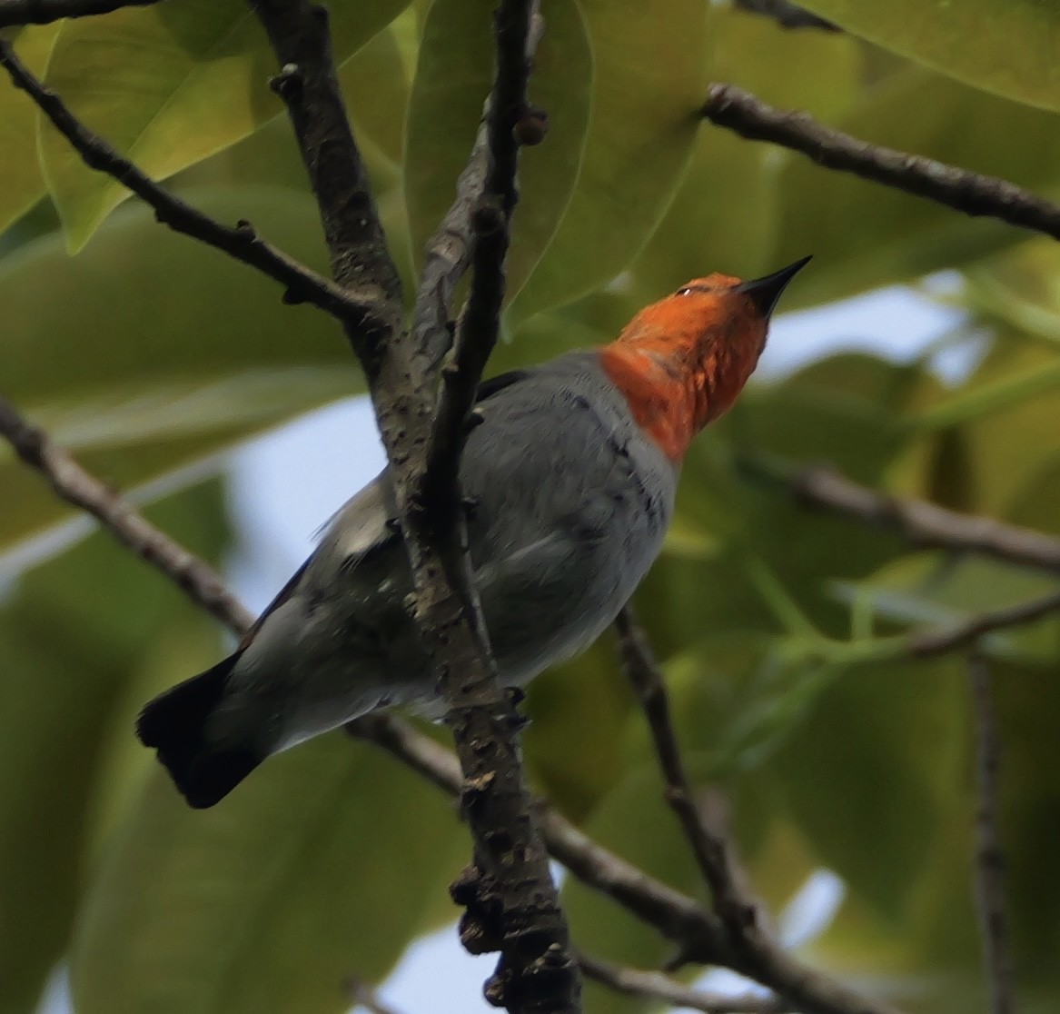Scarlet-headed Flowerpecker - ML640645216