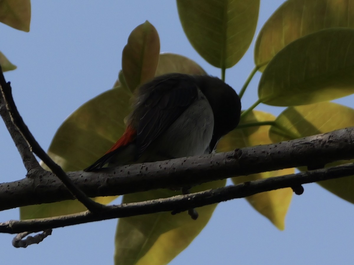 Scarlet-headed Flowerpecker - ML640645217