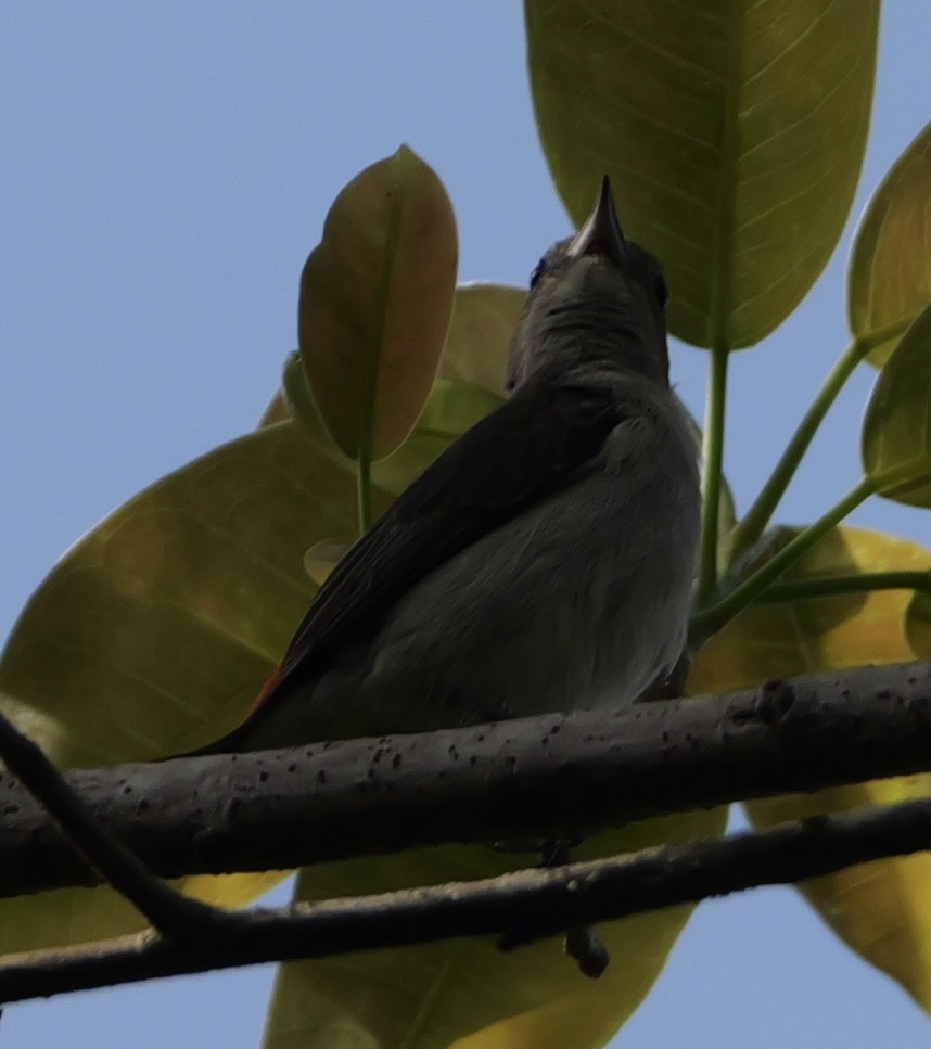 Scarlet-headed Flowerpecker - ML640645218