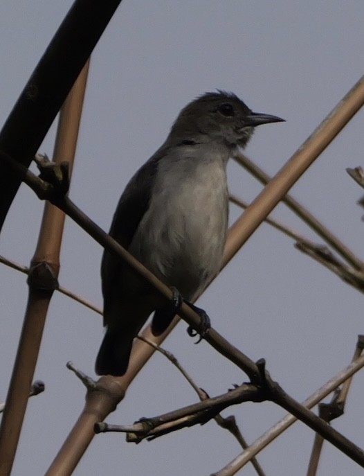 Scarlet-headed Flowerpecker - ML640645273