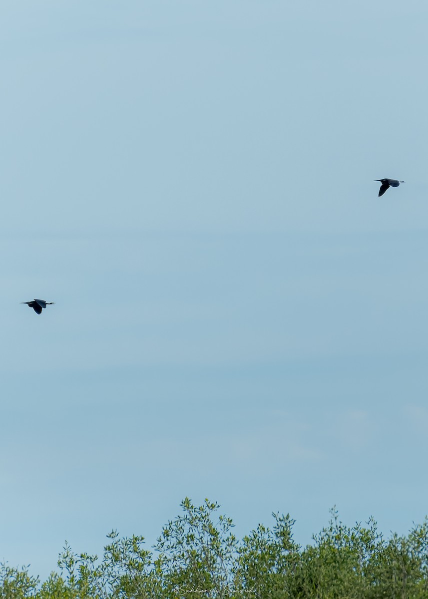 Black Bittern - ML640645301