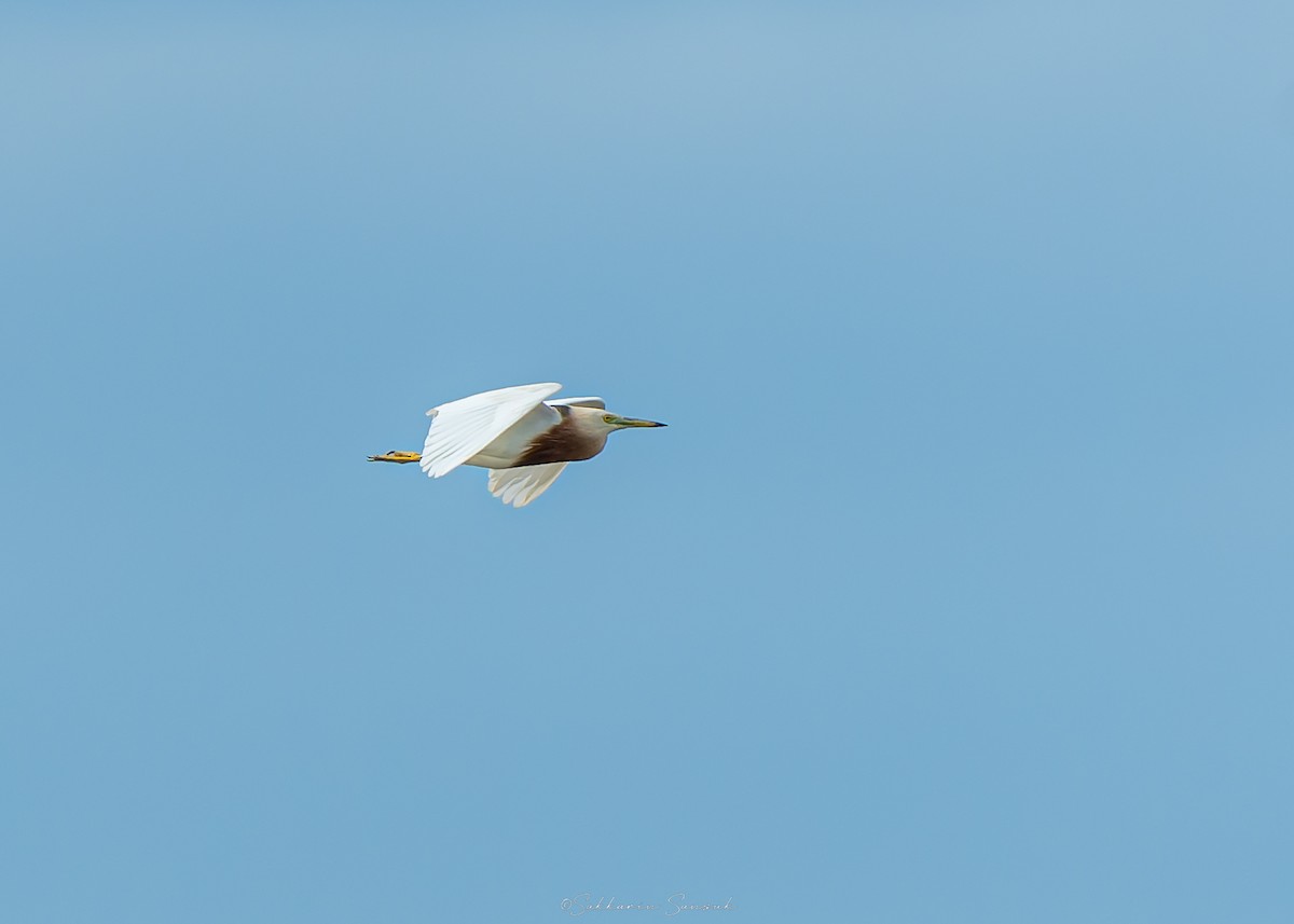 Javan Pond-Heron - ML640645305