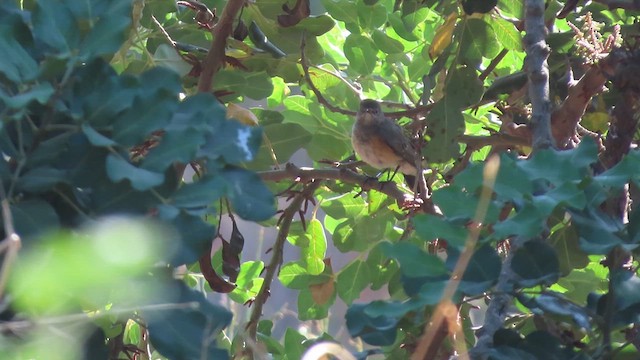 White-throated Robin - ML640645379
