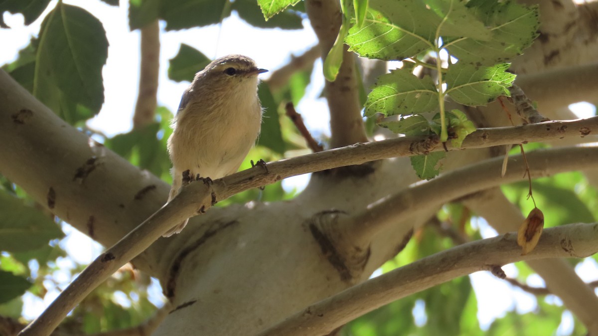 Plain Leaf Warbler - ML640645380