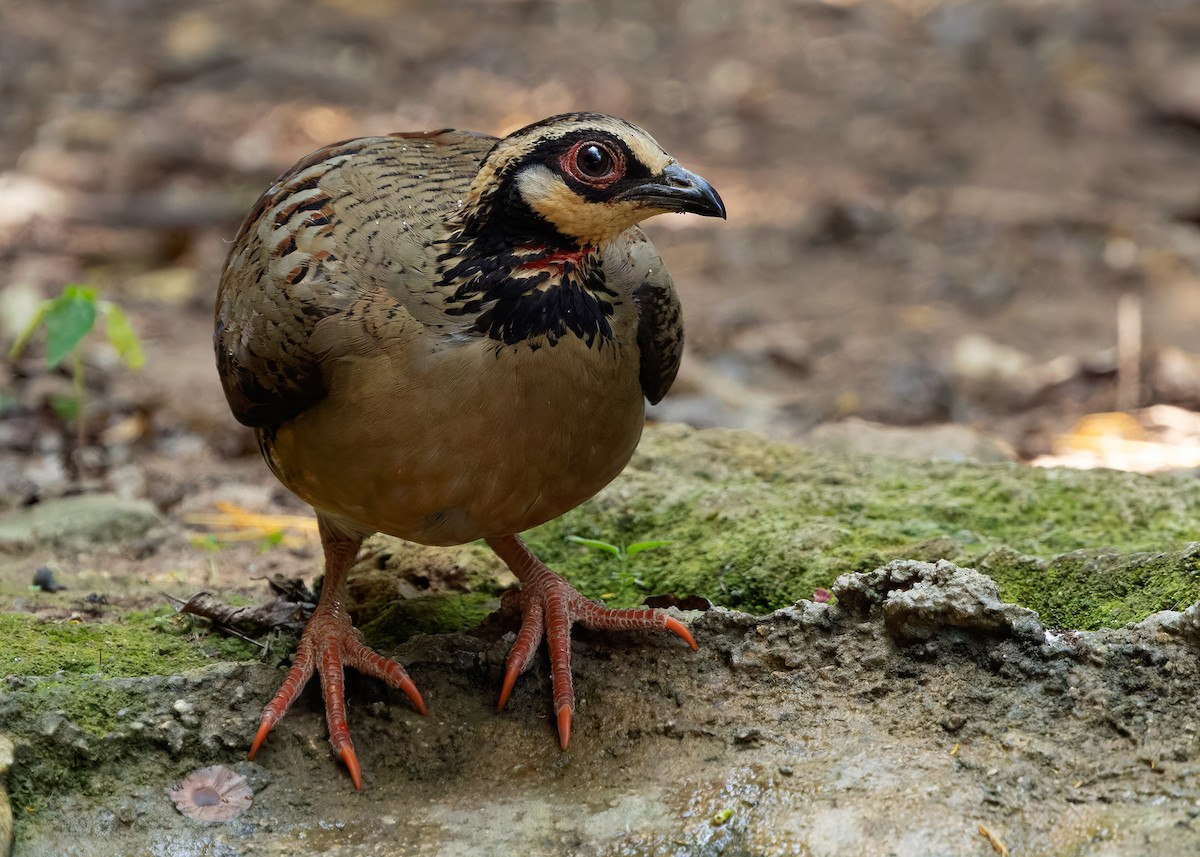Bar-backed Partridge - ML640645382