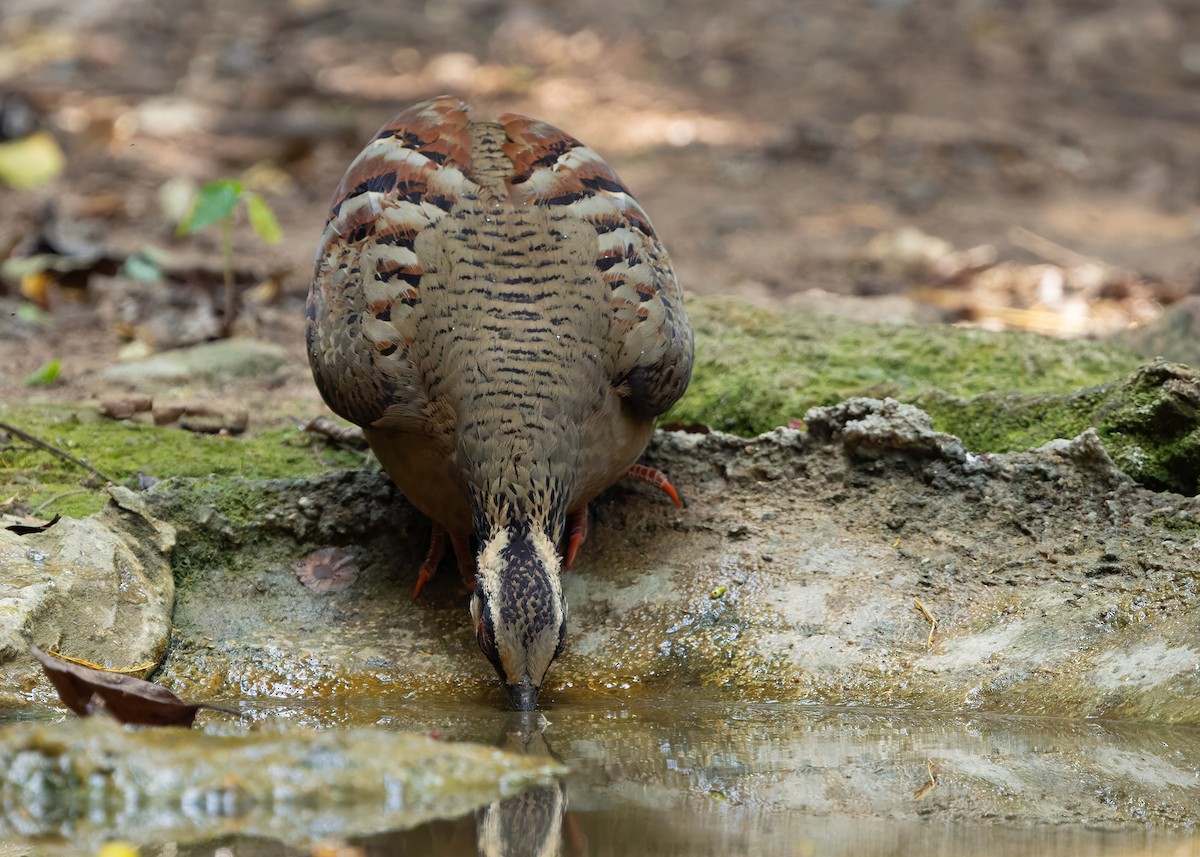 Bar-backed Partridge - ML640645383