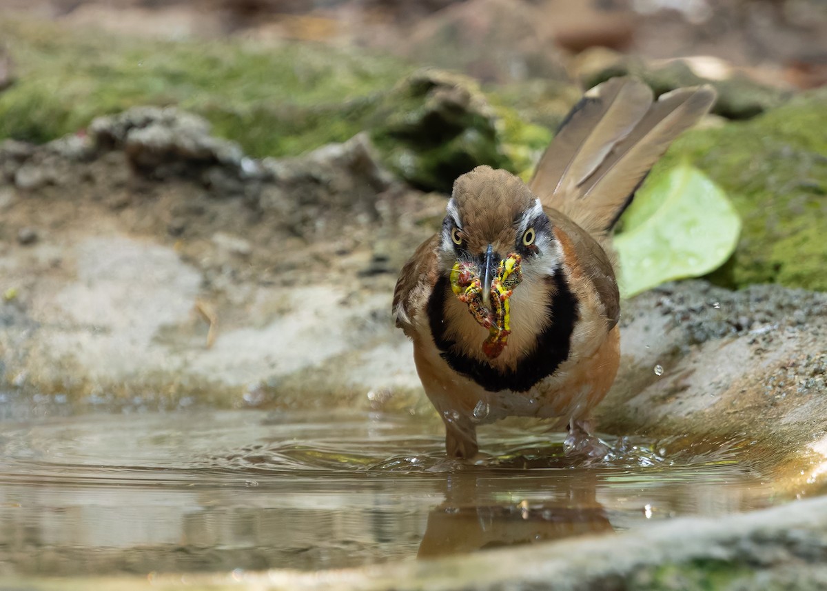 Lesser Necklaced Laughingthrush - ML640645410