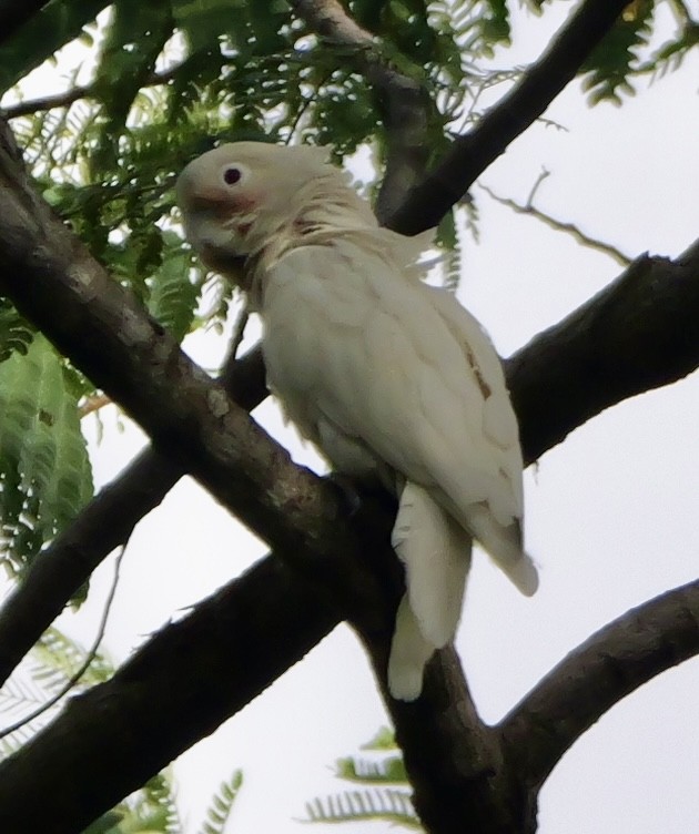 Tanimbar Corella - ML640645442