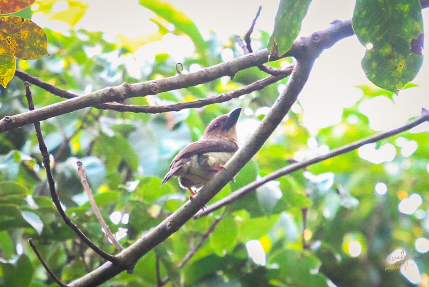 Sooty Barbet - ML640645443