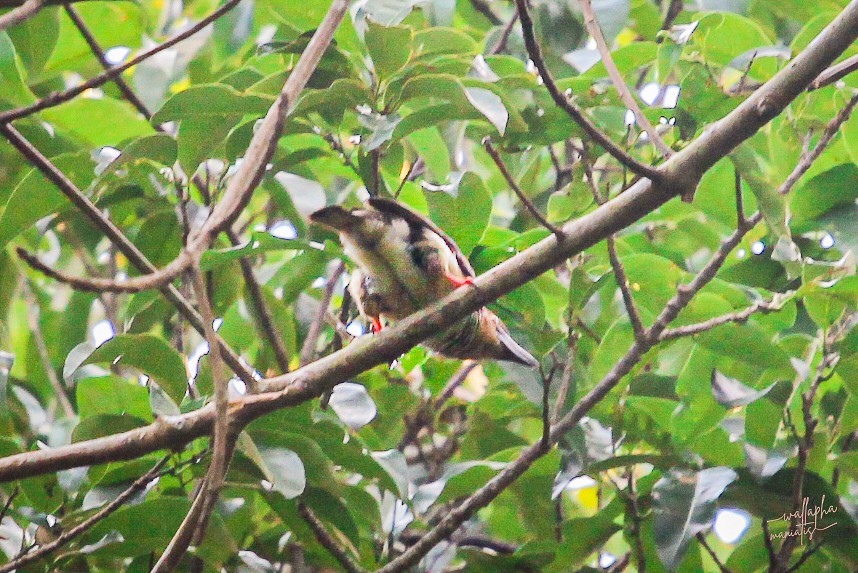 Sooty Barbet - ML640645444