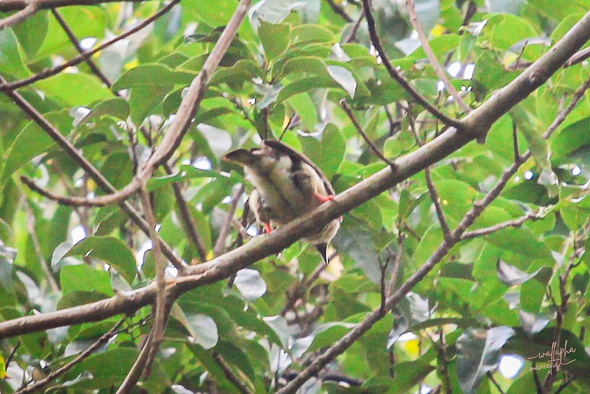 Sooty Barbet - ML640645445
