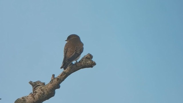 Bank Swallow - ML640645454