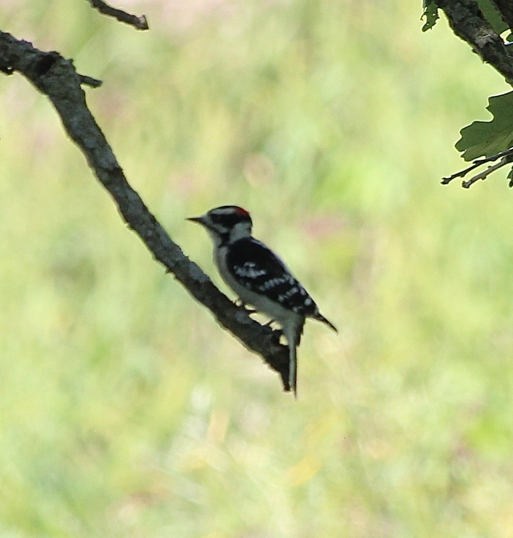 Downy Woodpecker - ML640645456