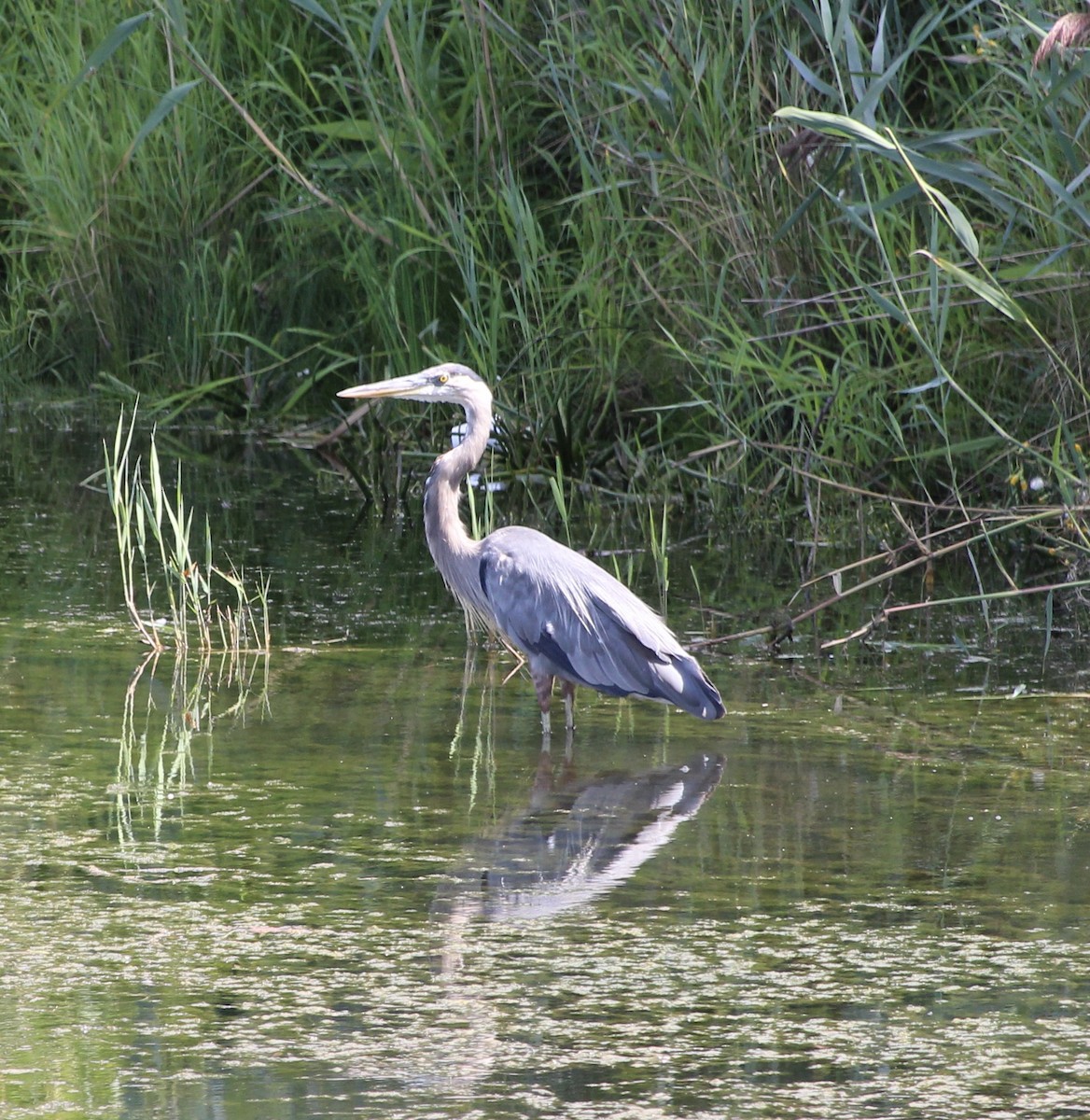 Great Blue Heron - ML640645457