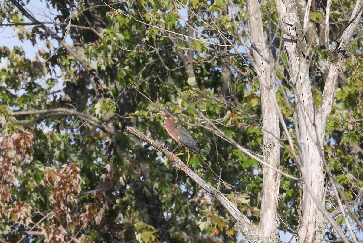 Green Heron - ML640645629