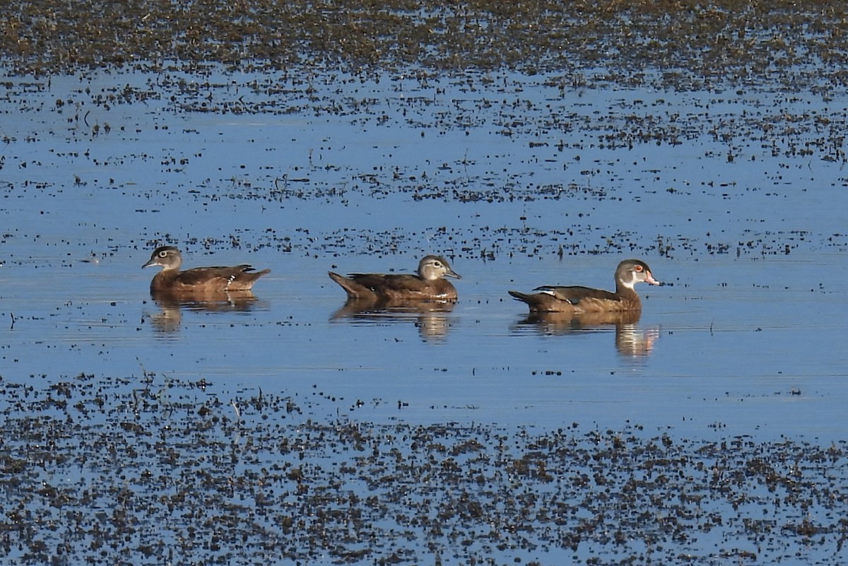 Wood Duck - ML640645634