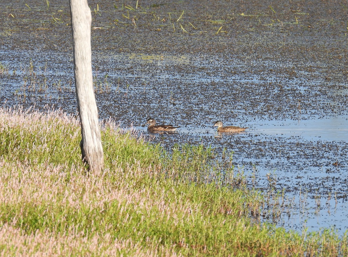 Wood Duck - ML640645635