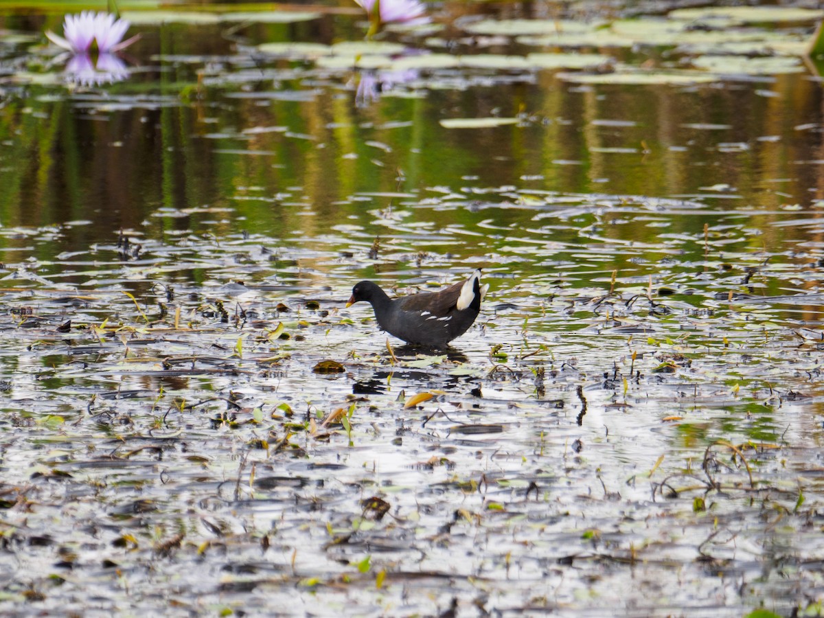 Eurasian Moorhen - ML640645642