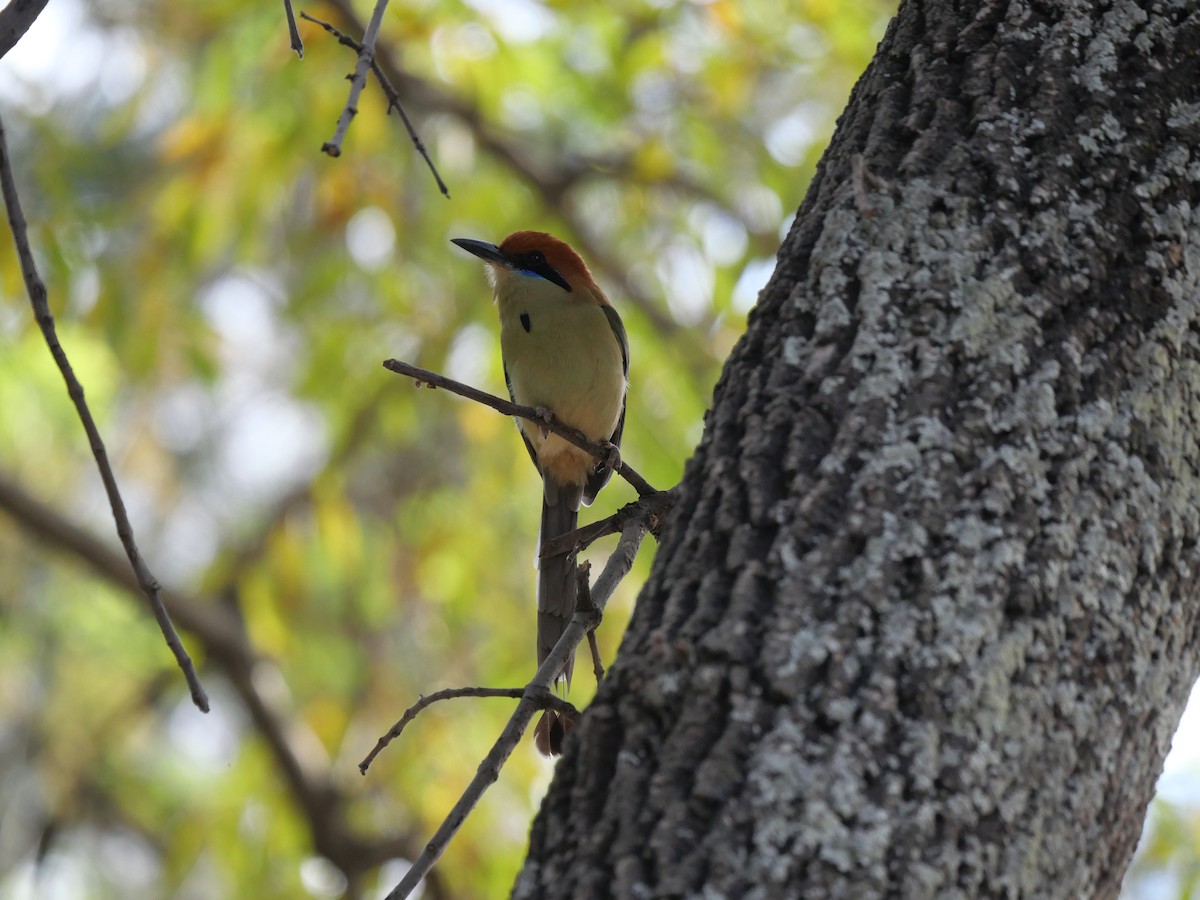 Russet-crowned Motmot - ML640645787