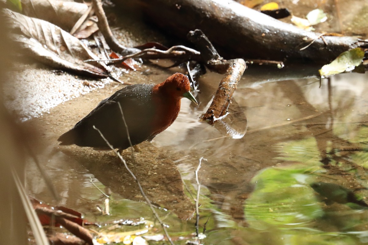 Red-necked Crake - ML640645791