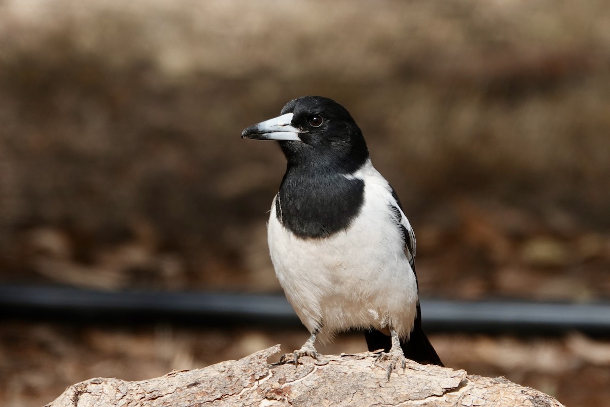 Pied Butcherbird - ML640645795