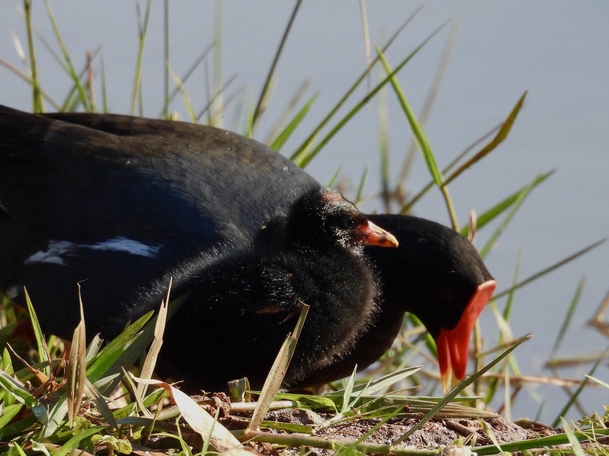 Common Gallinule - ML640645796
