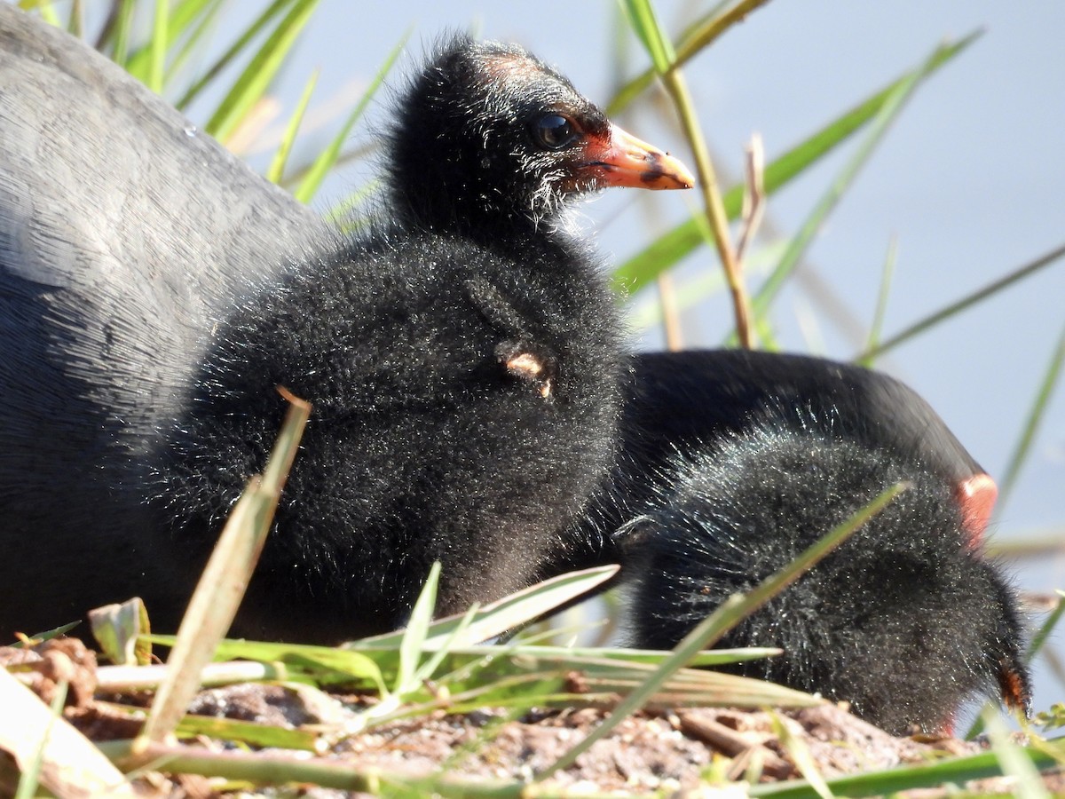 Common Gallinule - ML640645798