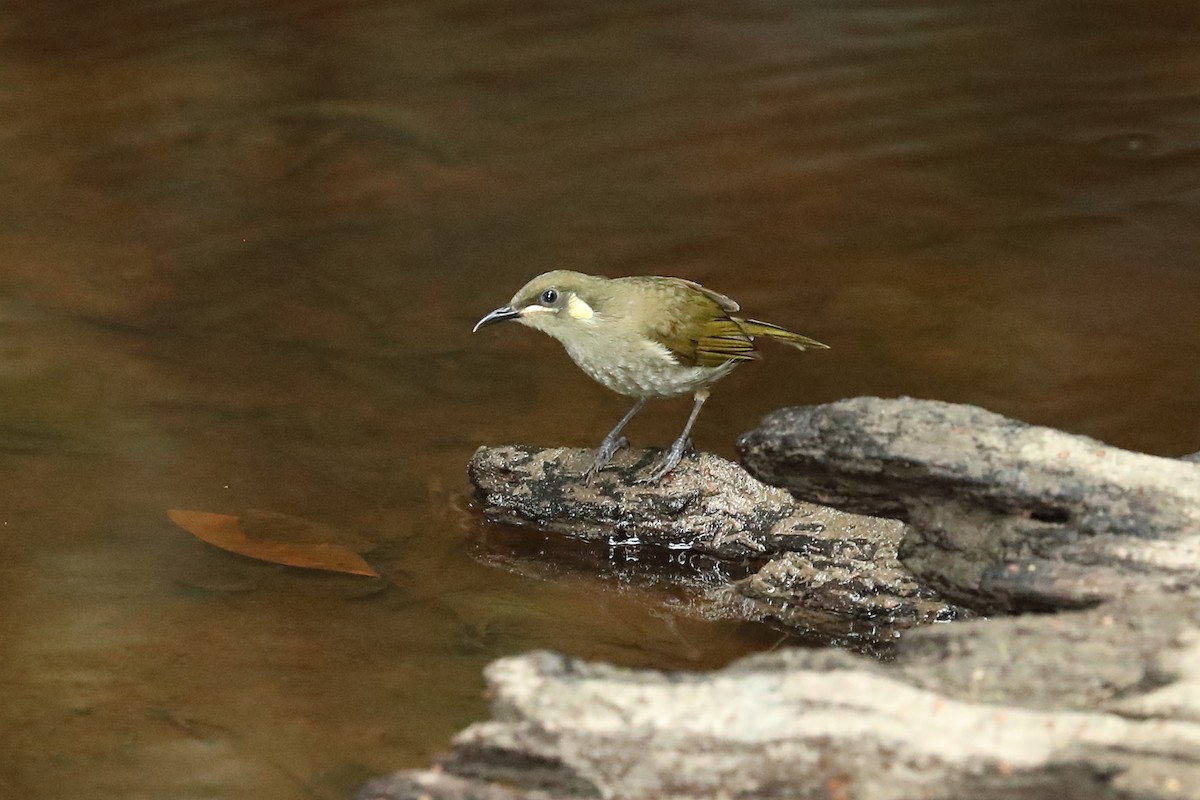Yellow-spotted Honeyeater - ML640645800