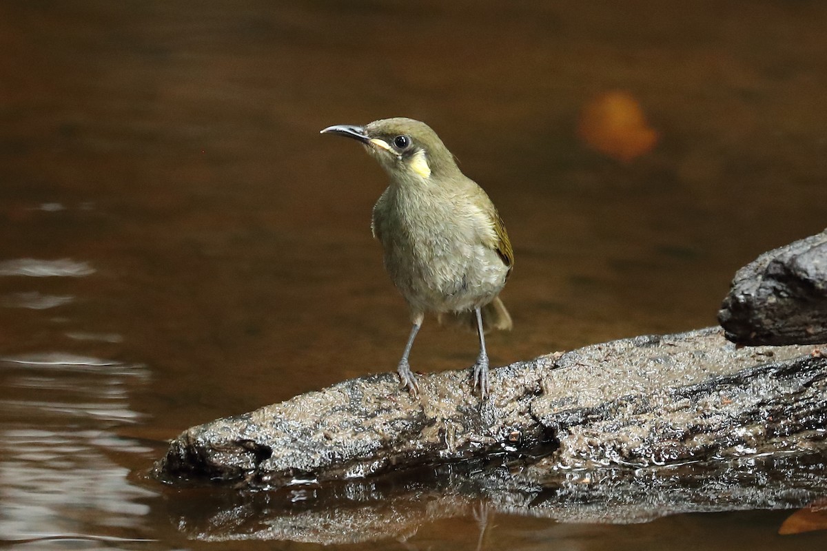 Yellow-spotted Honeyeater - ML640645801