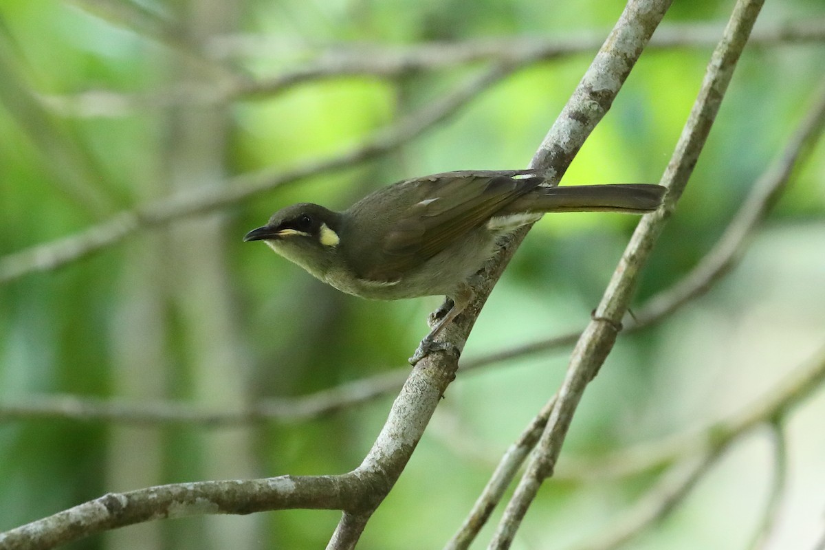 Yellow-spotted Honeyeater - ML640645802
