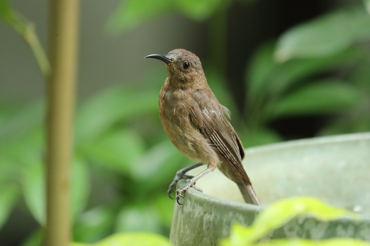 Dusky Myzomela - ML640645804