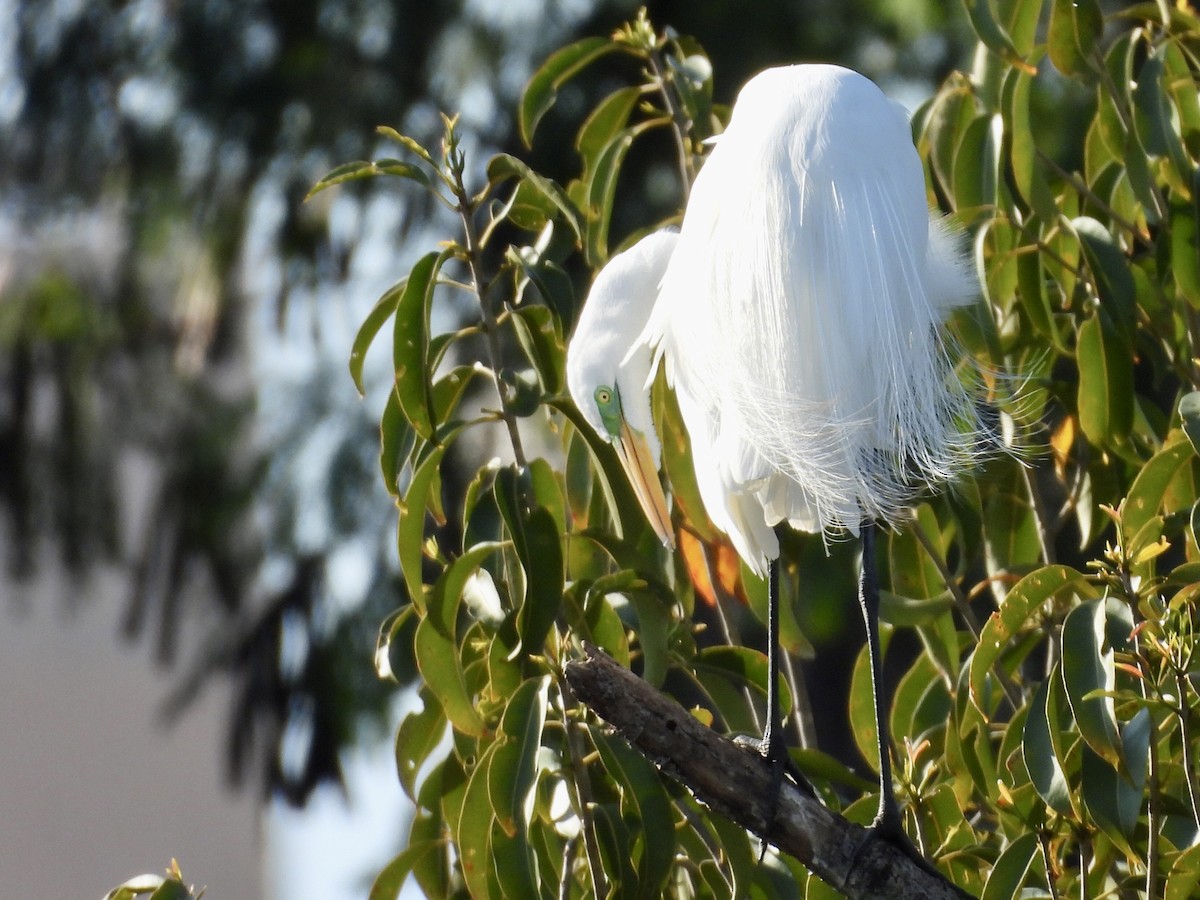 Great Egret - ML640645805