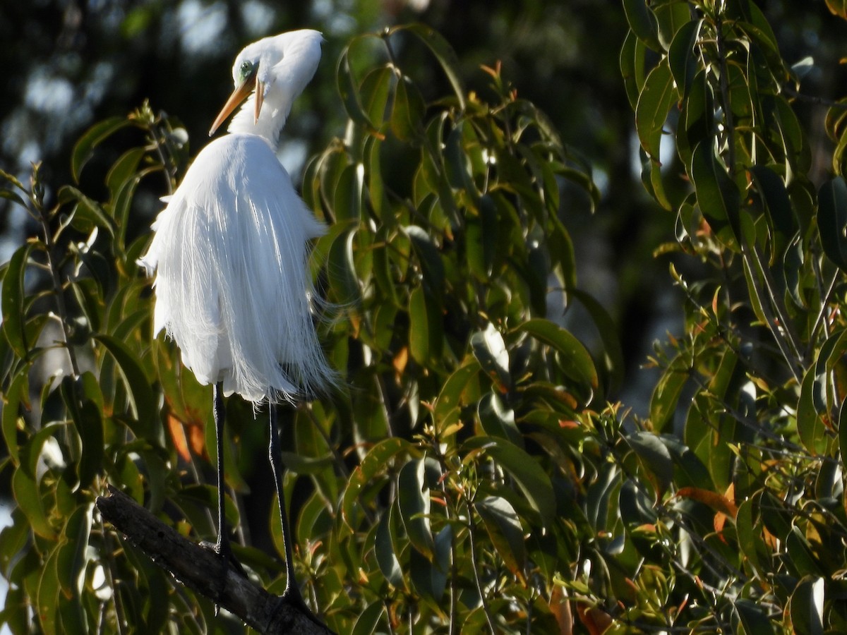 Great Egret - ML640645806