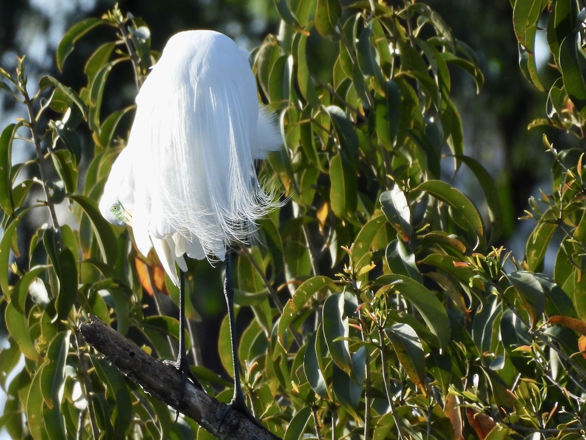 Great Egret - ML640645807
