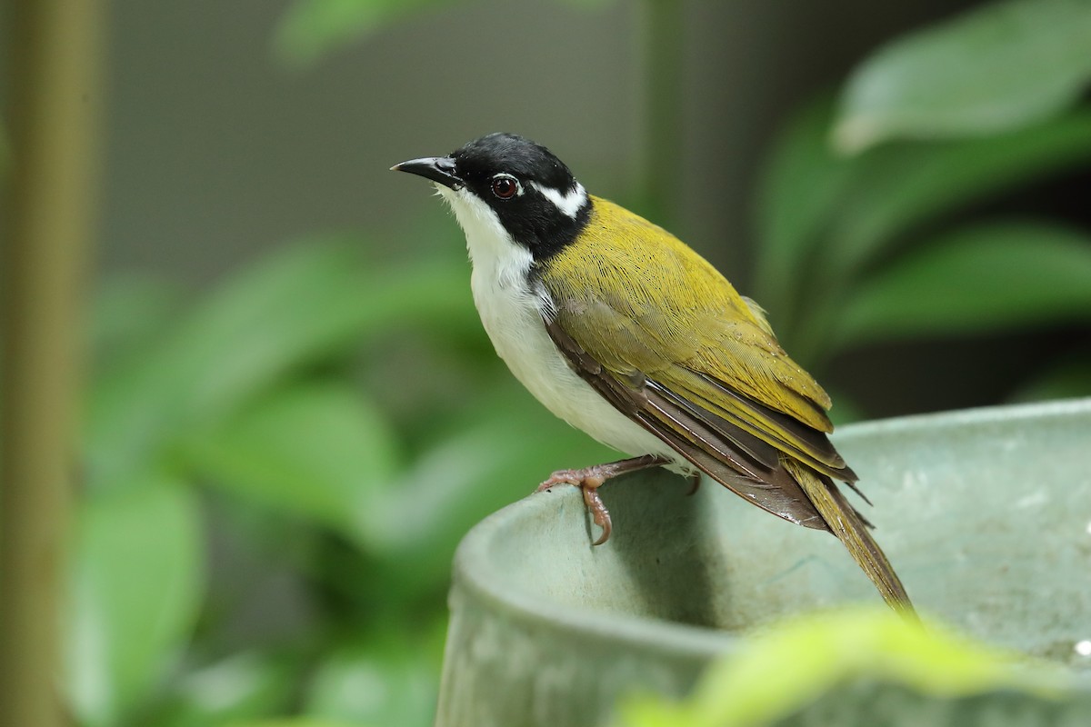 White-throated Honeyeater - ML640645808