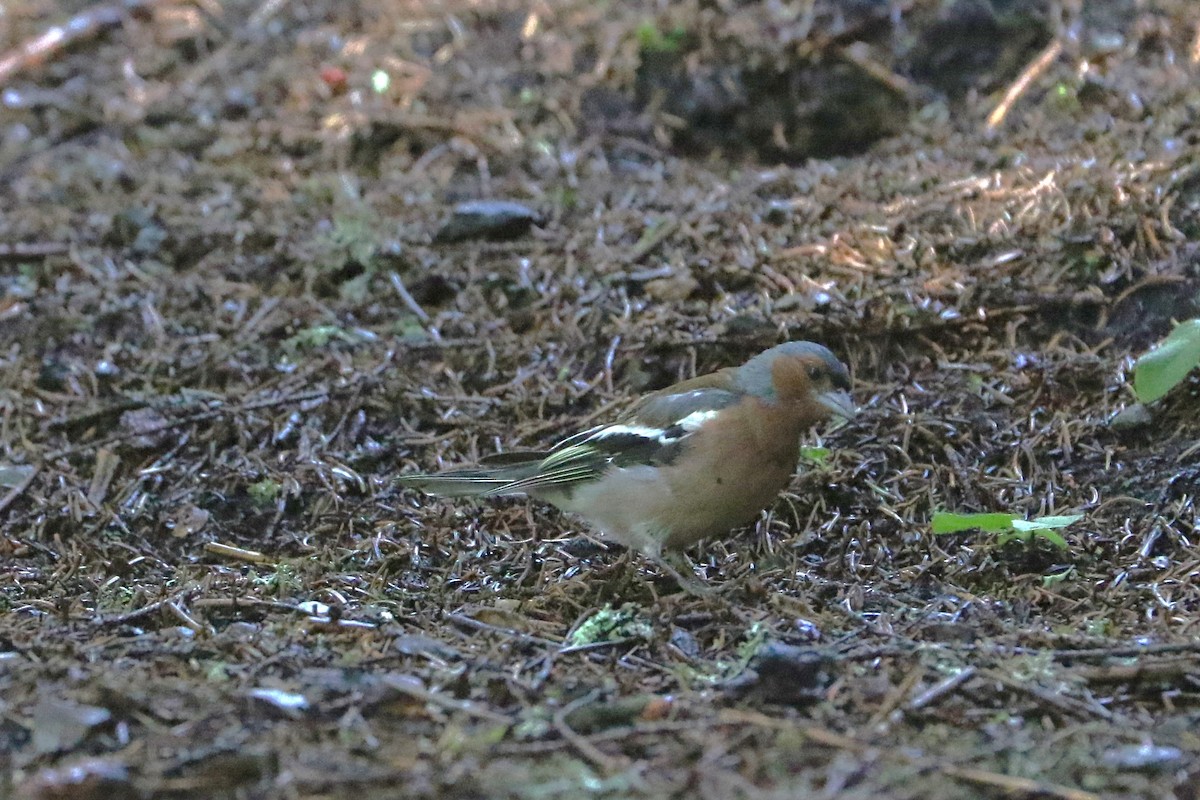Common Chaffinch - ML640645809